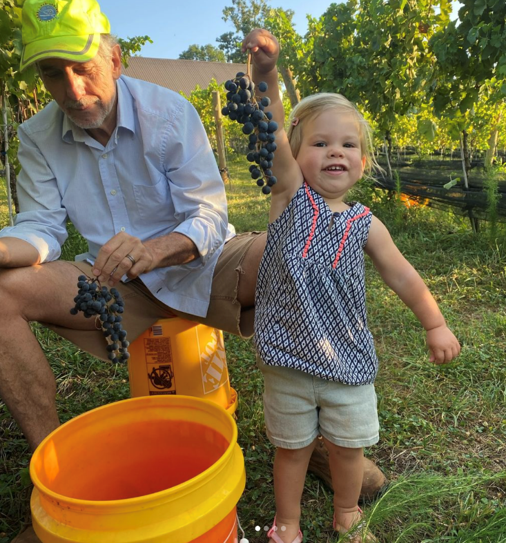 Merlot being harvested for North Georgia wine at Limoges Cellars.