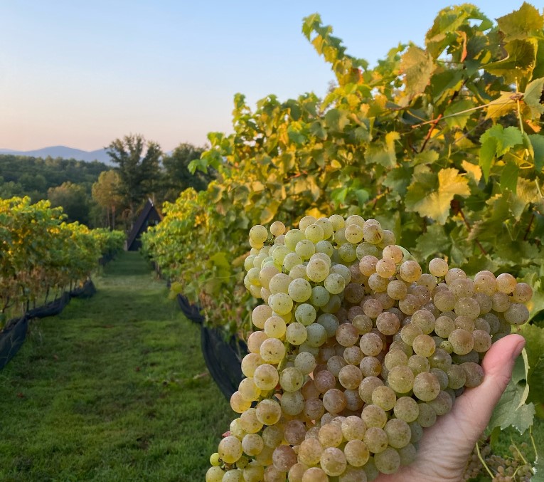 This Fall, visit Limoges Cellars to enjoy North Georgia wines and the Blue Ridge Mountains.